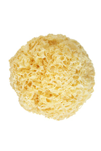 SNOW FUNGUS